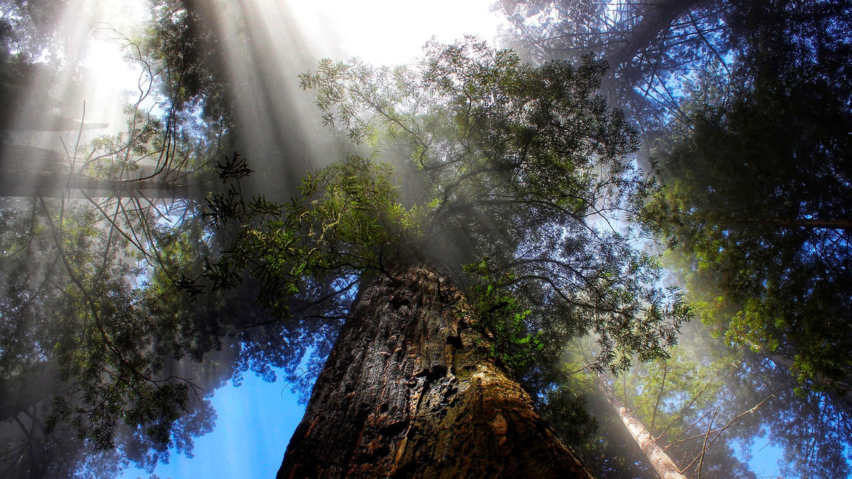 Room to Breathe | California Redwoods Tee